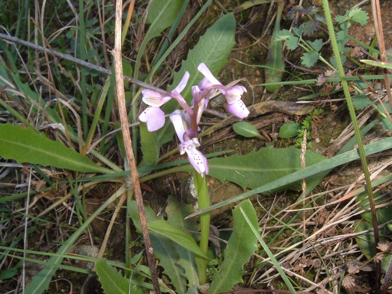 Orchis longicornu